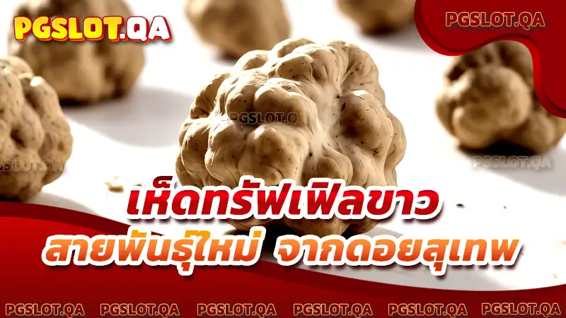 เห็ดทรัฟเฟิลขาว (White Truffle)