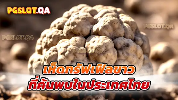 เห็ดทรัฟเฟิลขาว (White Truffle)