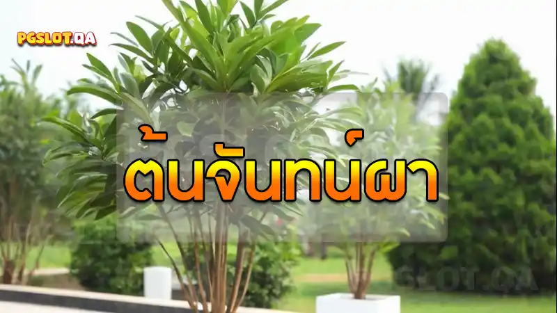 ต้นจันทน์ผา