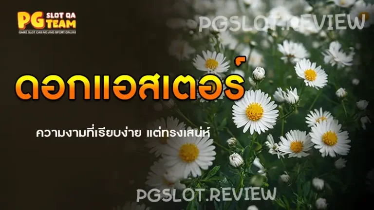 ดอกแอสเตอร์